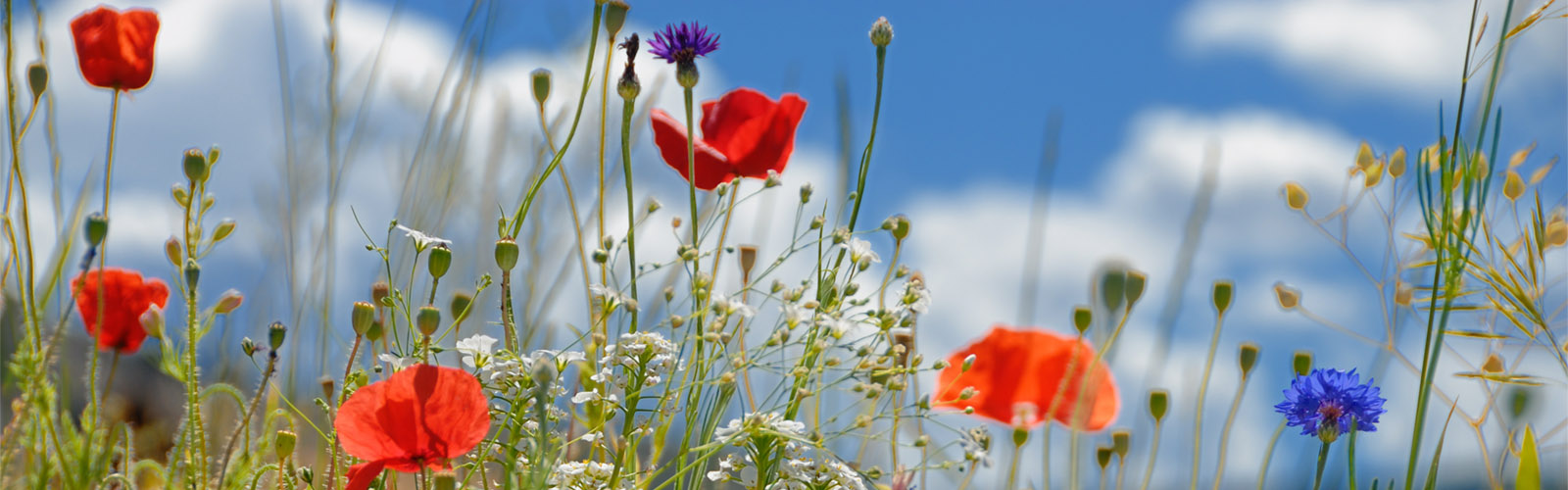Flowers with the Sky Behind Them